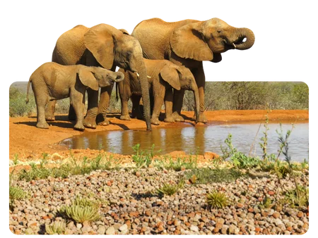 South Africa Tourist Visa For Adult